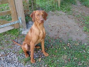 gumtree vizsla